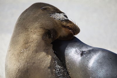 Closeup portrait of two galapagos fur seals arctocephalus galapagoensis kissing and hugging