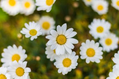 Close-up of white daisy blooming outdoors