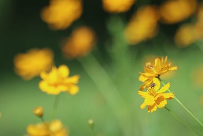 Close-up of yellow flowers blooming outdoors