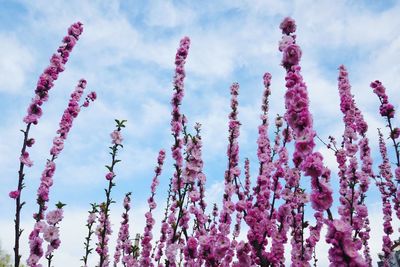 Low angle view of pink flowering plants against sky