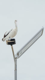 Low angle view of seagull perching on street light against sky