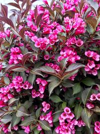 Close-up of pink flowers