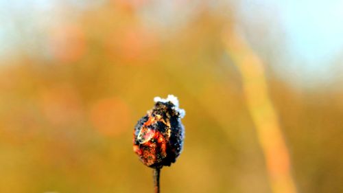 Close-up of butterfly pollinating on flower