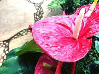 Close-up of flower blooming outdoors