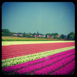 Flowers in field