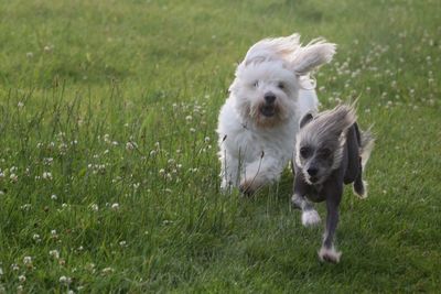 Dog on field
