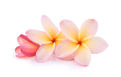 Close-up of pink flowers against white background