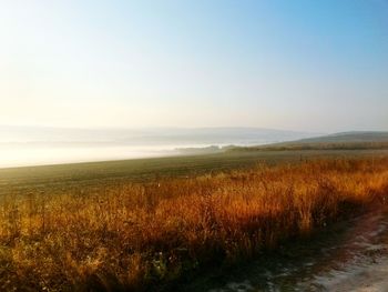 Scenic view of field against clear sky