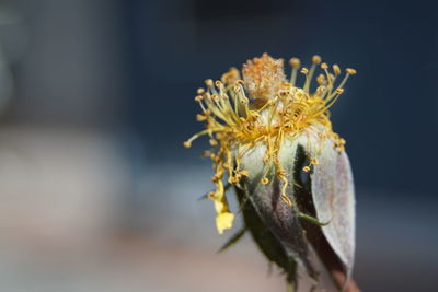 Close-up of wilted flower