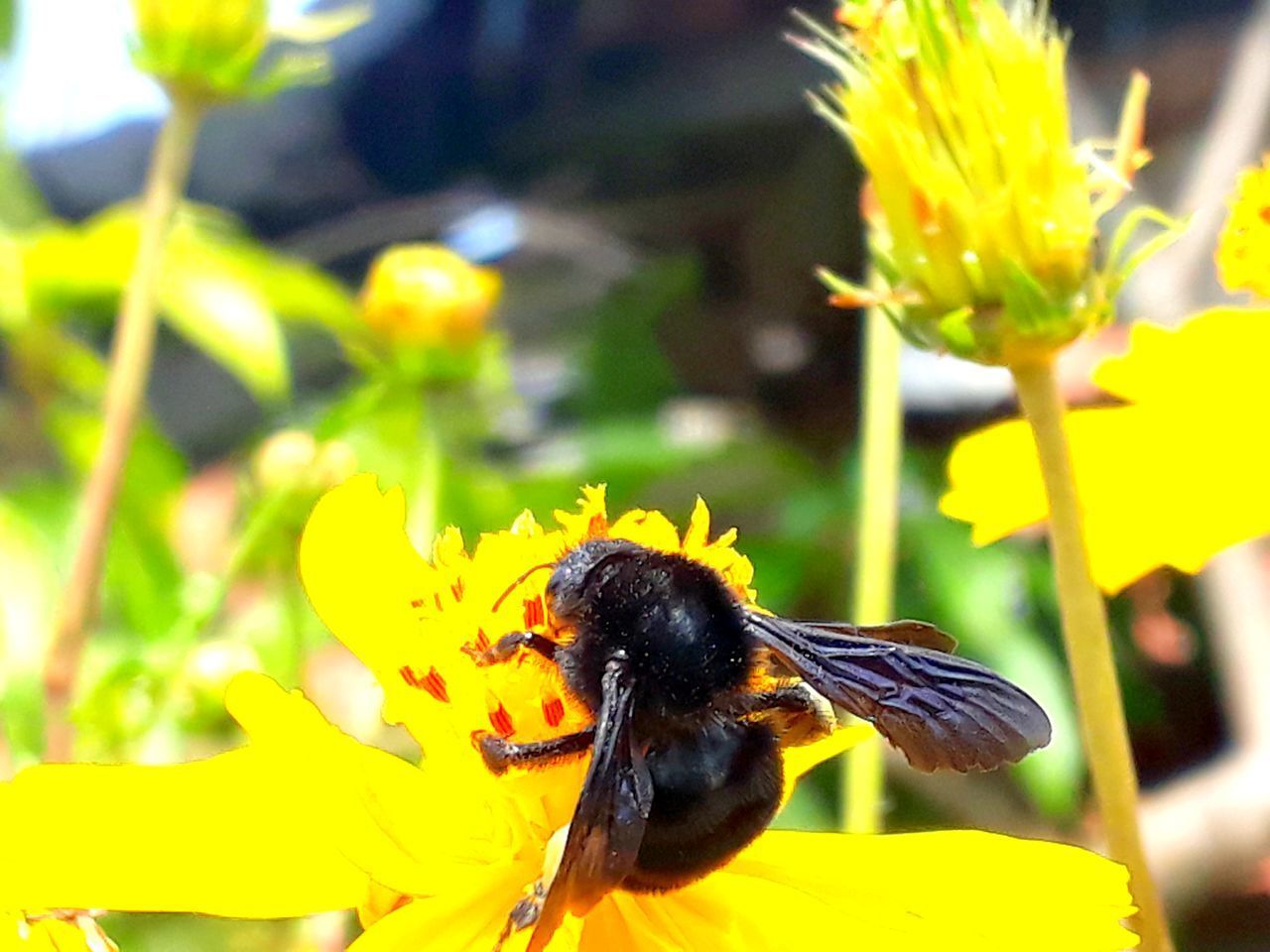 CLOSE-UP OF BEE ON YELLOW FLOWER