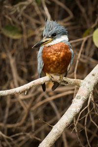 Ringed kingfisher perching on branch