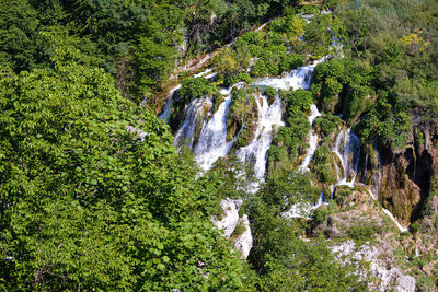 Plants and trees in forest