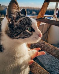 Close-up of cat looking away