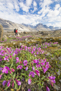 Backpacker hiking through lush alpine meadow full of flowers