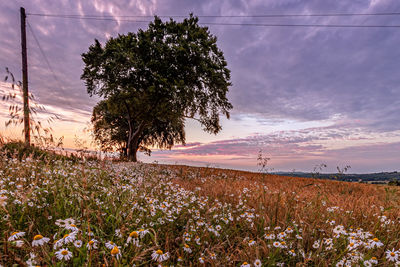 Trees on field against sky during sunset