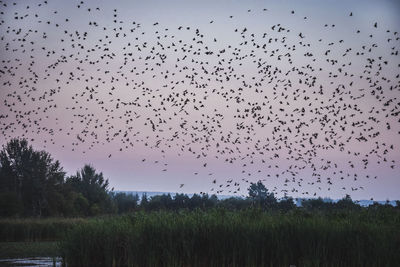 Flock of birds flying over field against clear sky