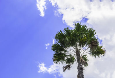 Low angle view of palm tree against sky