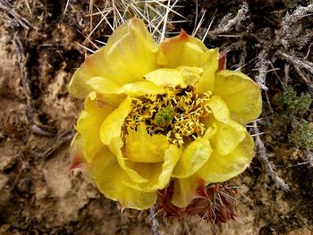 Close-up of yellow flower