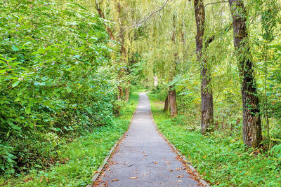 Road amidst trees in forest