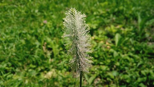 Close-up of plant on field