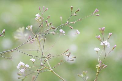 Close-up of flowering plant