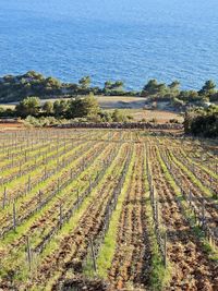 Scenic view of vineyard