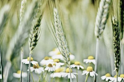 Close-up of plant against blurred background