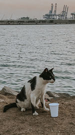 View of a dog on boat in river