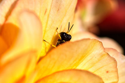 Close-up of insect pollinating on flower