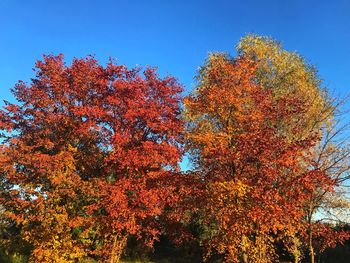 Low angle view of autumnal trees against clear blue sky