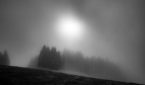 Trees on snow covered landscape in foggy weather