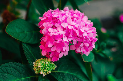 Close-up of pink hydrangea