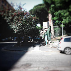 Road along trees in city