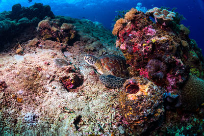 View of fishes swimming in sea