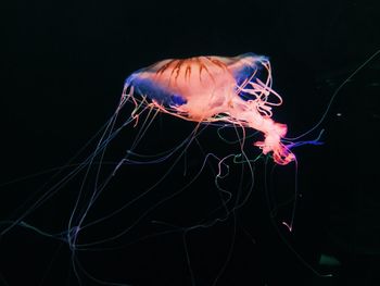 Close-up of jellyfish swimming in sea