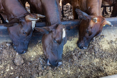 Close-up of cow standing outdoors