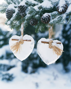 Close-up of snow on tree