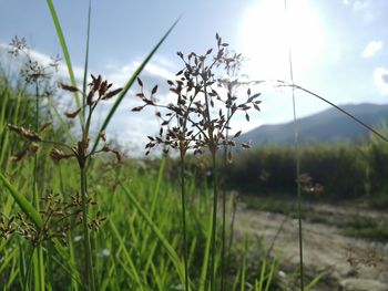 Close-up of flowering plants on field against sky