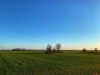 Scenic view of field against clear sky