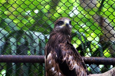 Bird perching on chainlink fence in zoo