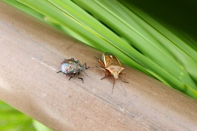 Close-up of insect