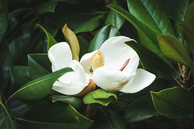 Close-up of white flowering plant