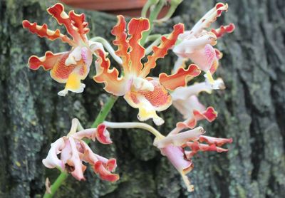 Close-up of flowers blooming outdoors