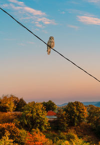 Close-up of owl bird against sunset sky and mountain during autumn