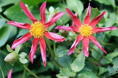 Close-up of pink flower