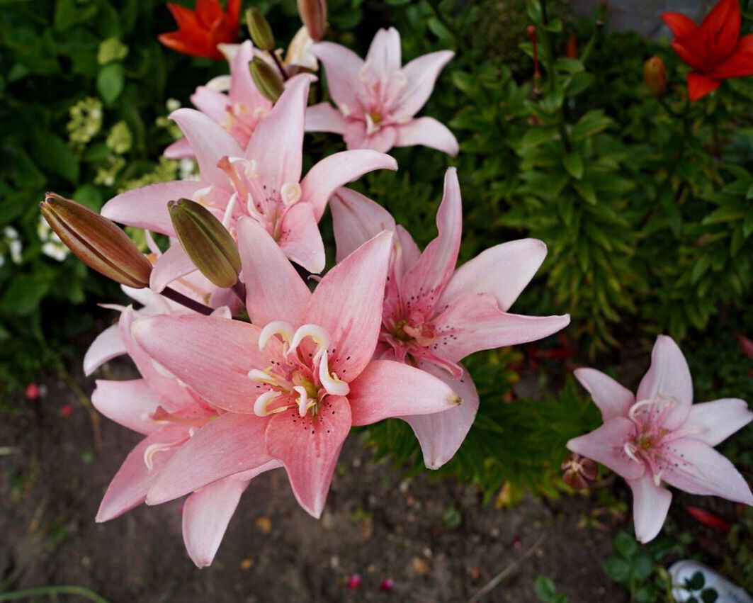 flower, petal, flower head, fragility, pink color, growth, beauty in nature, nature, freshness, stamen, no people, rhododendron, day, blossom, outdoors, close-up, springtime, pollen, focus on foreground, plant, day lily, blooming, tree