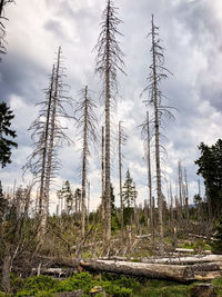 Plants growing on land against sky in forest