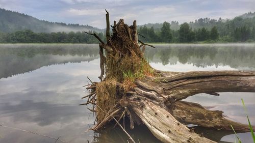 Driftwood on tree by lake against sky