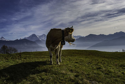 Cow in a field