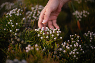 Cropped hand touching flowers